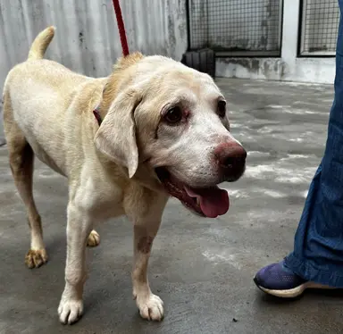 cachorro claro de porte grande para adoção em Jaraguá do Sul dócil e sossegado