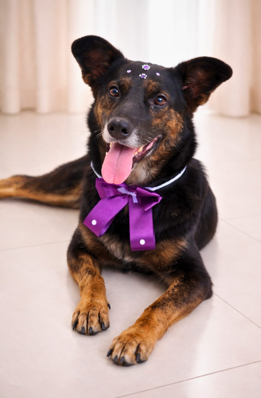 cachorra Docinho para adoção em Guaramirim usando laço roxo