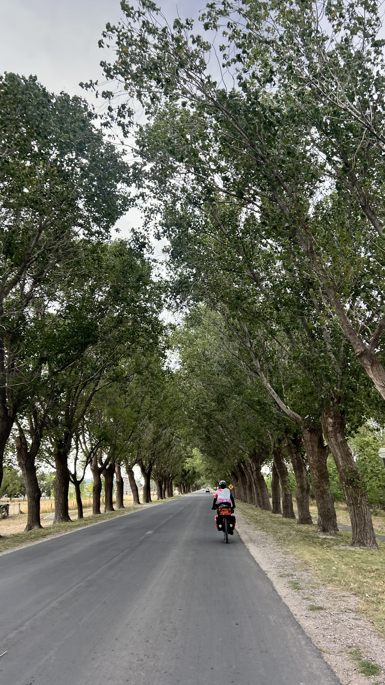 Estrada arborizada da Ruta 51 na Argentina durante viagem pela Patagônia e América do Sul