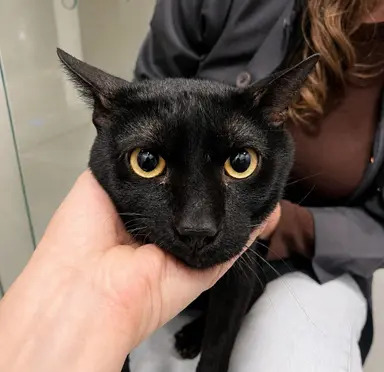 Gato Cafu disponível para adoção responsável em Jaraguá do Sul