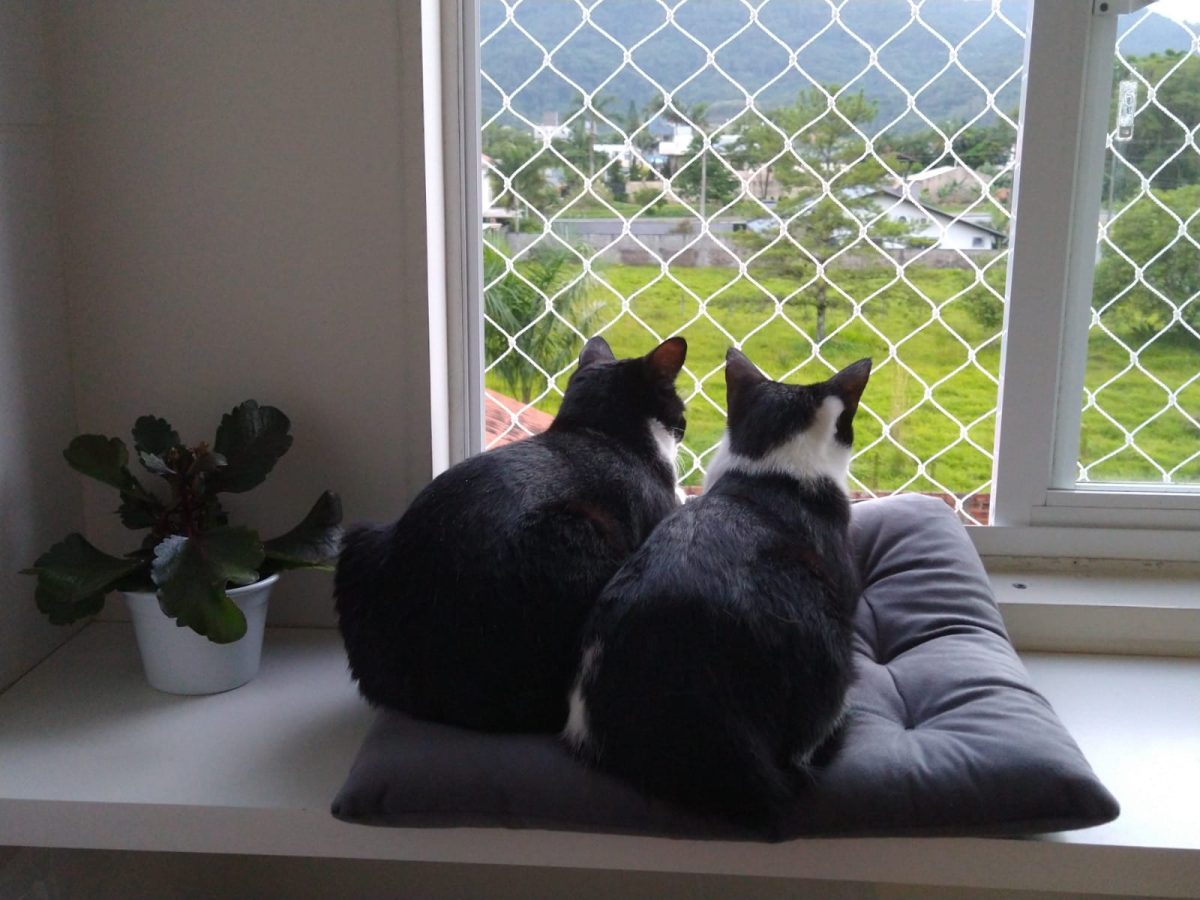 A história das gatinhas resgatadas em Jaraguá do Sul que mudaram a vida de um casal em luto