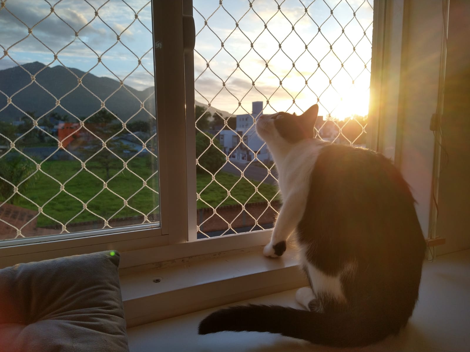 Dodô observando a paisagem pela janela do apartamento em Jaraguá do Sul
