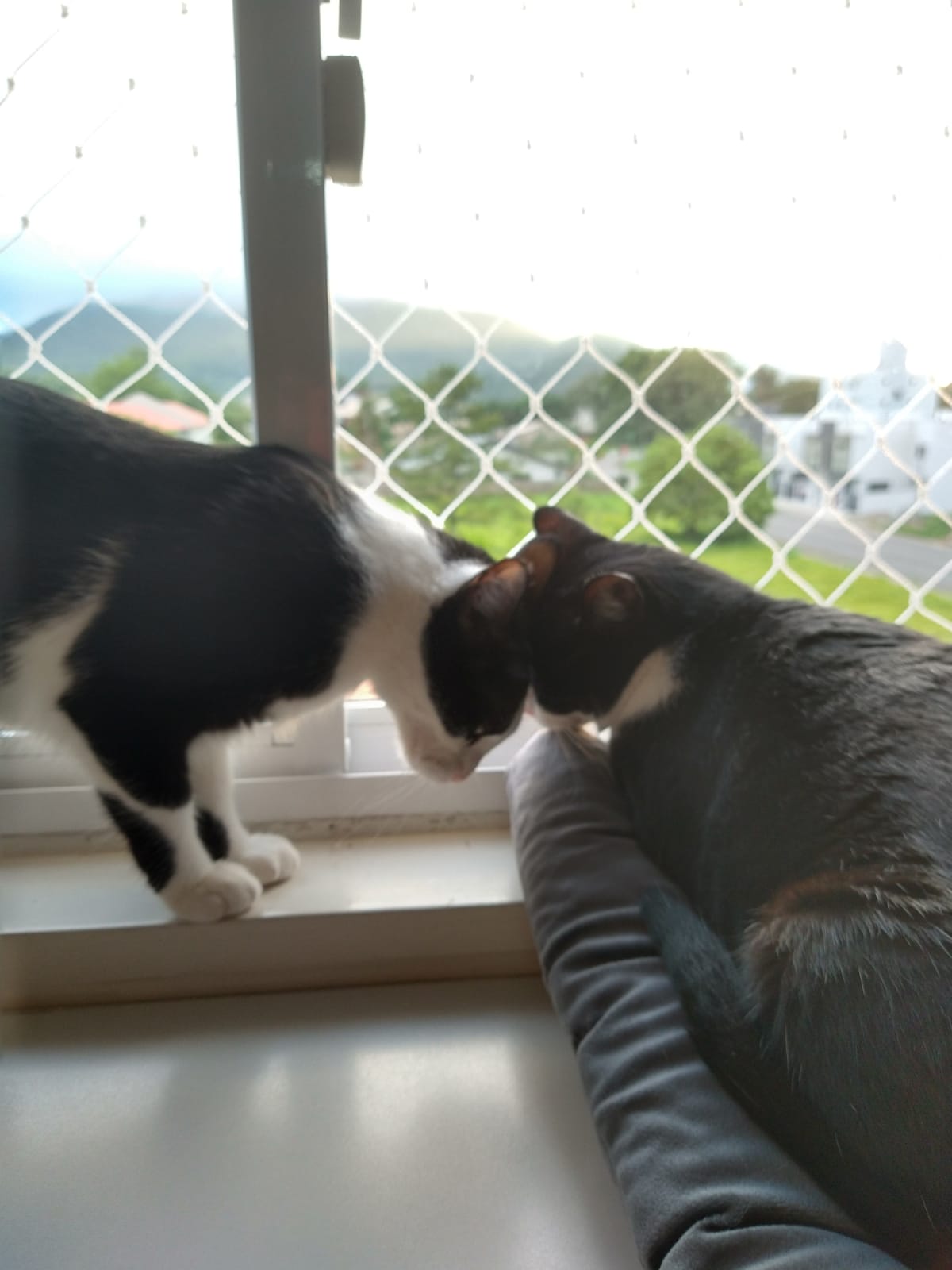 Dodô e Lindinha juntas na janela do apartamento em Jaraguá do Sul