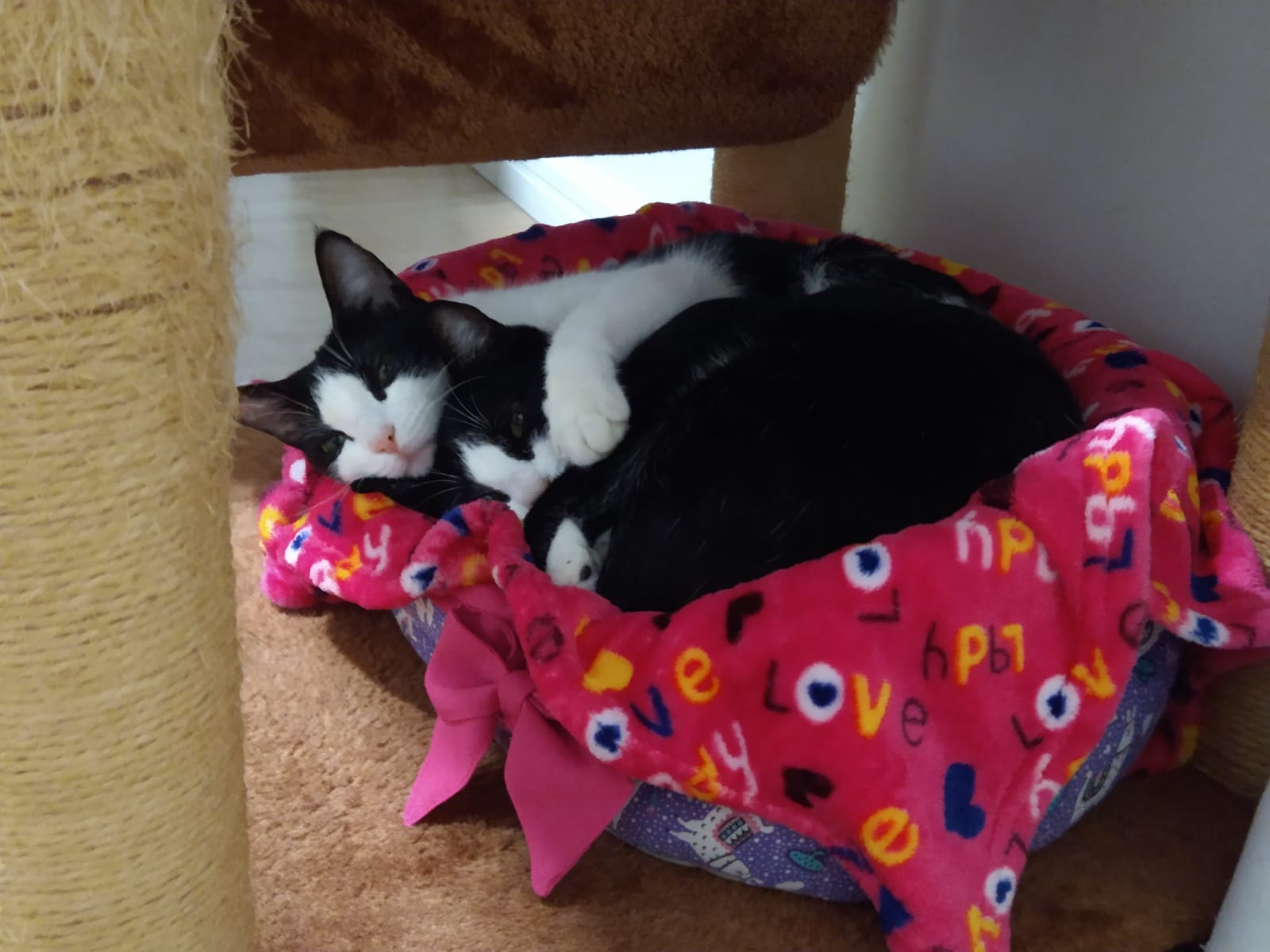 Dodô e Lindinha dormindo juntas em cama de gato dentro do apartamento