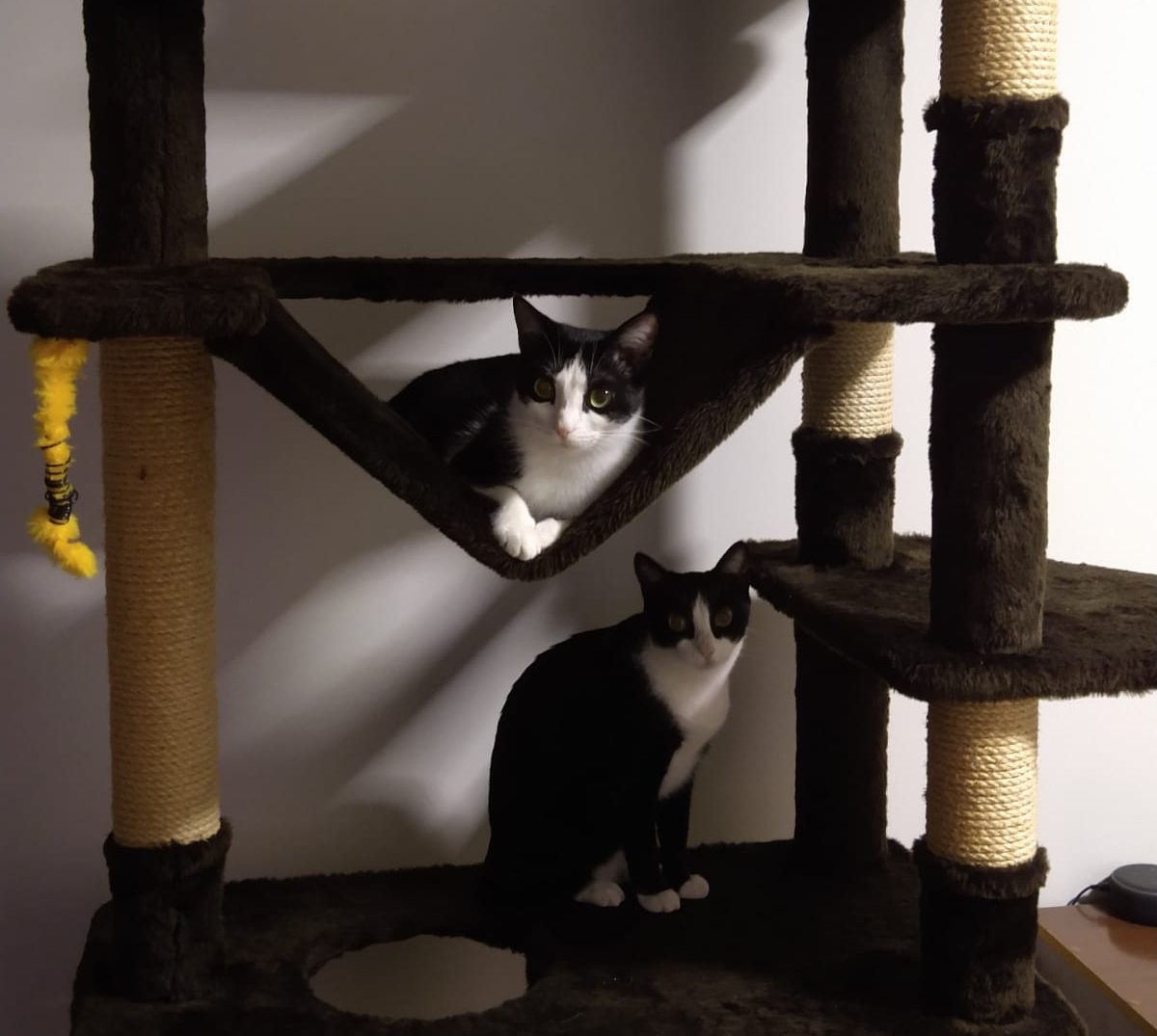 Dodô e Lindinha no arranhador do apartamento onde vivem em Jaraguá do Sul