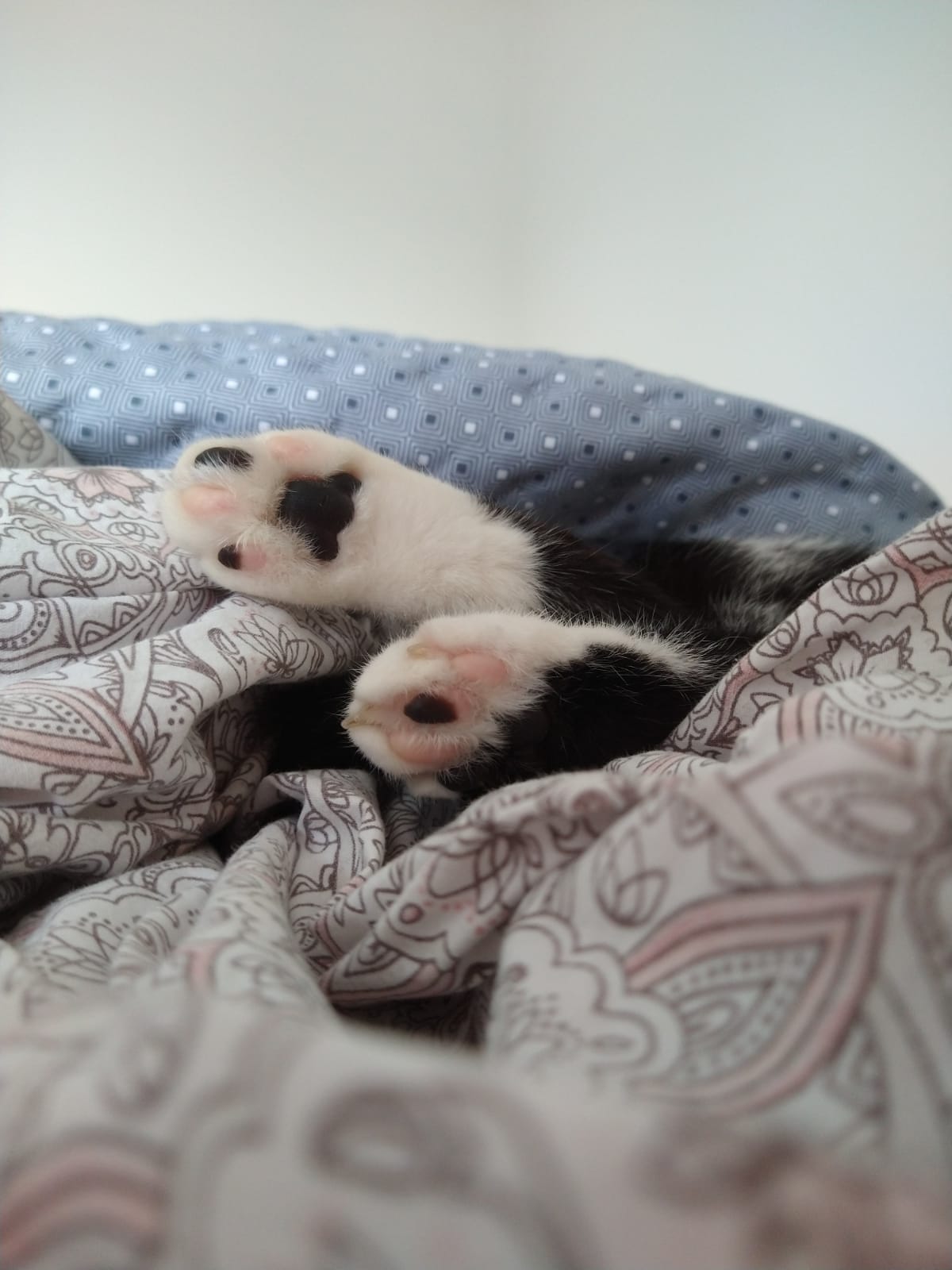 Patinhas de uma das gatas aparecendo entre cobertas na cama
