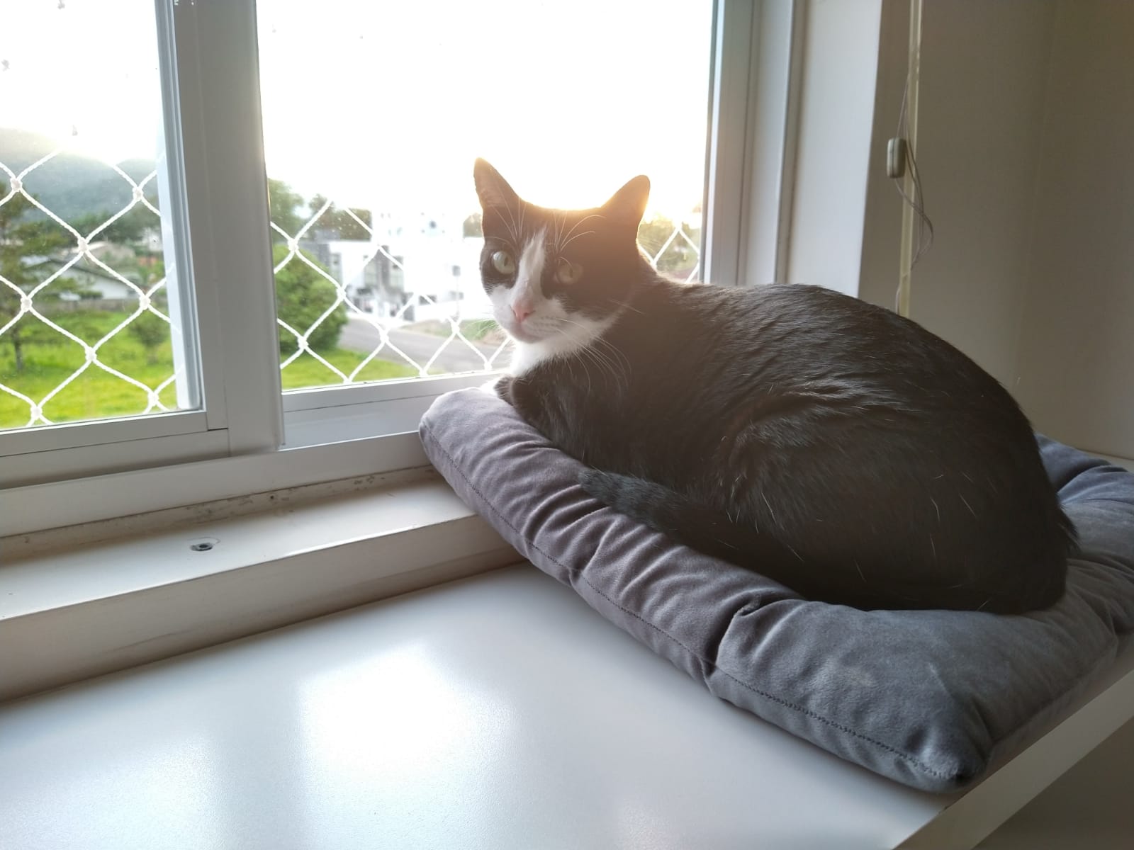 Uma das gatas observando o pôr do sol pela janela do apartamento