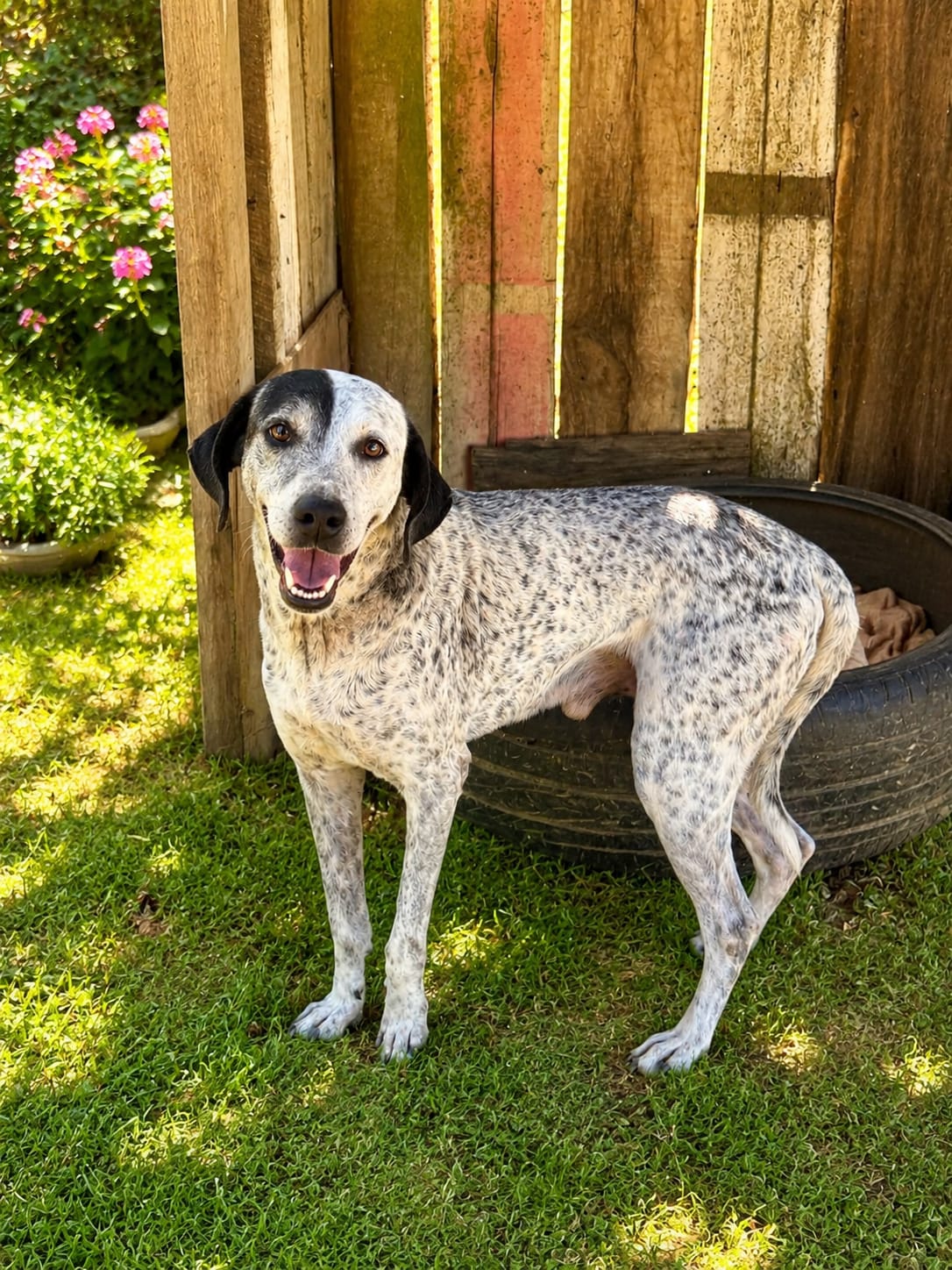 Gigante, cão castrado de porte grande disponível para adoção em Jaraguá do Sul