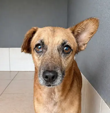 cão Guerreiro para adoção em Jaraguá do Sul Fujama porte médio