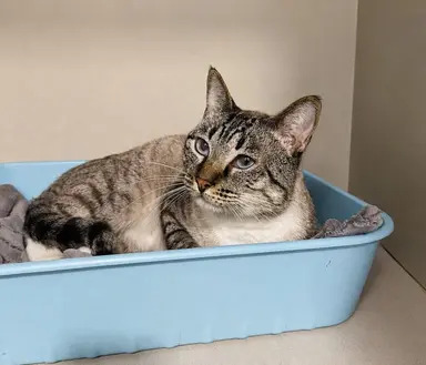 Gato Juninho disponível para adoção pela Fujama em Jaraguá do Sul