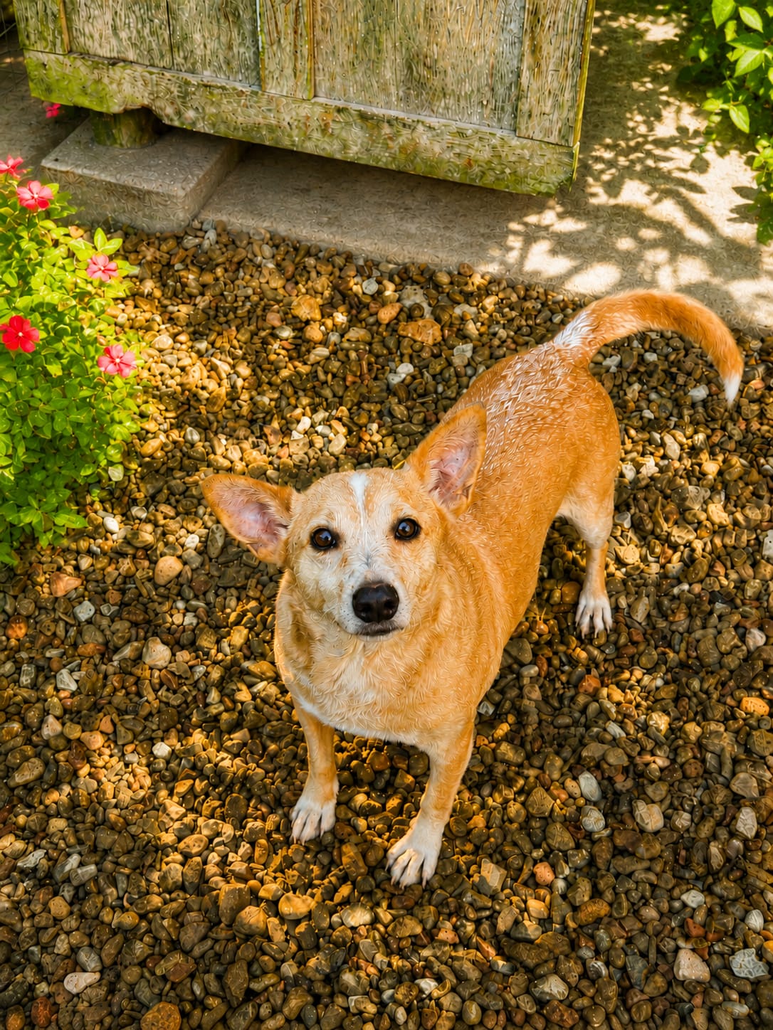 Murisco, cão de porte pequeno para médio disponível para adoção em Jaraguá do Sul