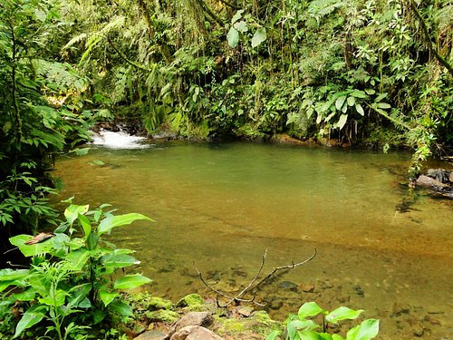 Poça do Xaxim em área preservada da Estrada Rio do Júlio em Schroeder