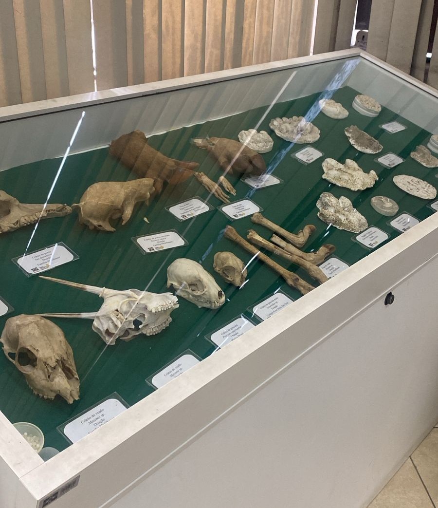 Vitrine com crânios, ossos e exemplares preservados no Museu Ornith Bollmann em São Bento do Sul