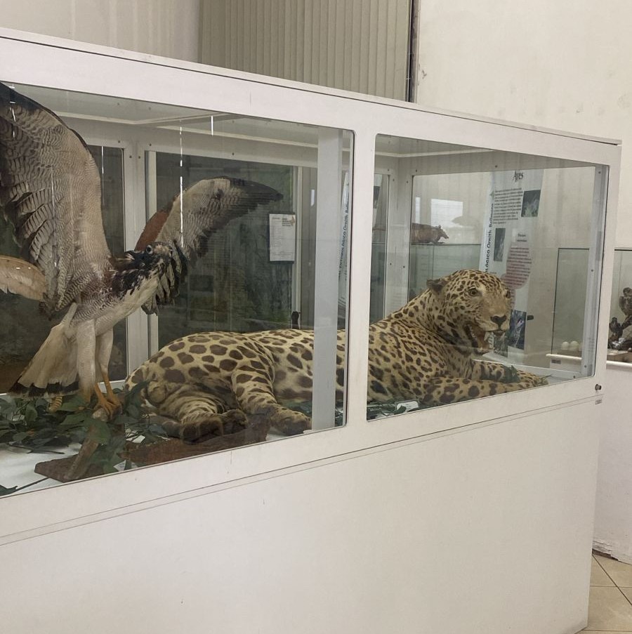 Onça-pintada taxidermizada em vitrine do Museu Natural Entomológico Ornith Bollmann