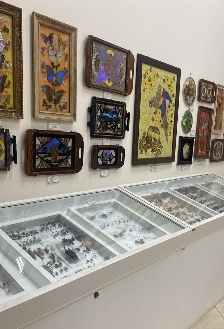 Vitrines e quadros com borboletas preservadas no Museu Ornith Bollmann