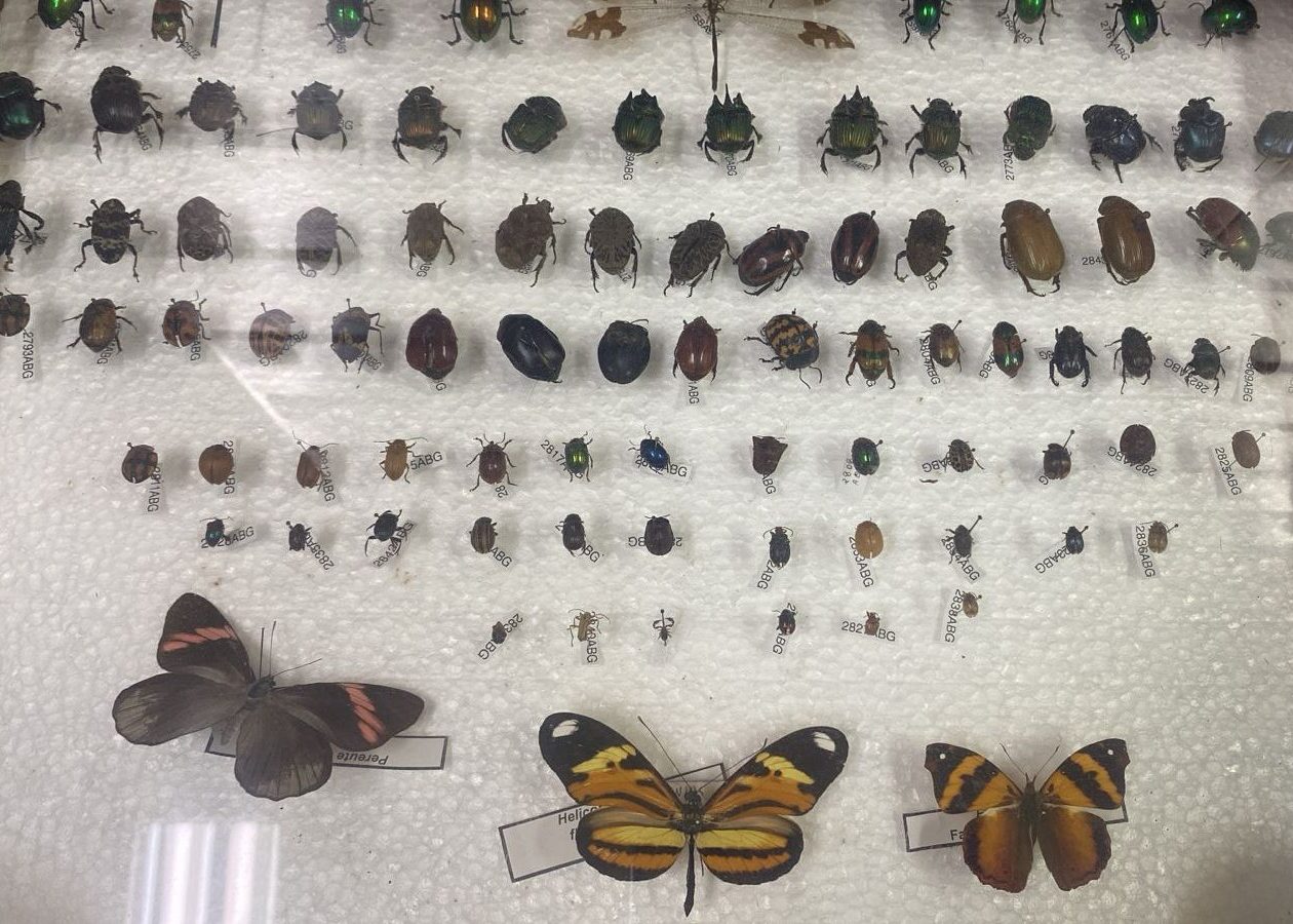 Coleção de besouros e borboletas preservados no Museu Natural Entomológico Ornith Bollmann