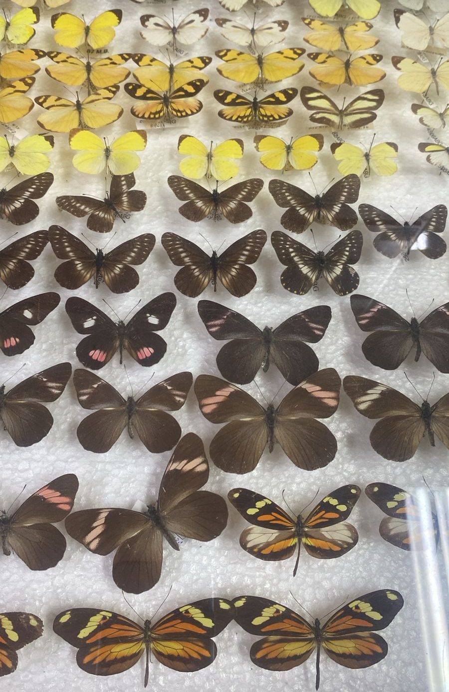 Coleção de borboletas preservadas do Museu Natural Entomológico Ornith Bollmann