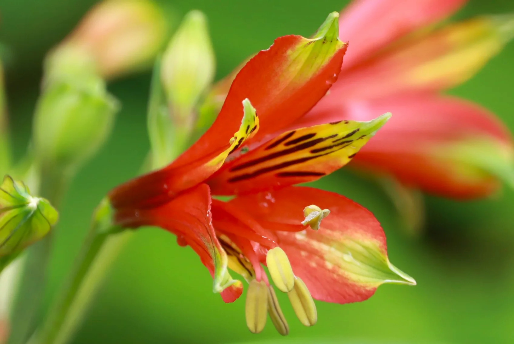Flor da espécie Alstroemeria durantei encontrada em Santa Catarina