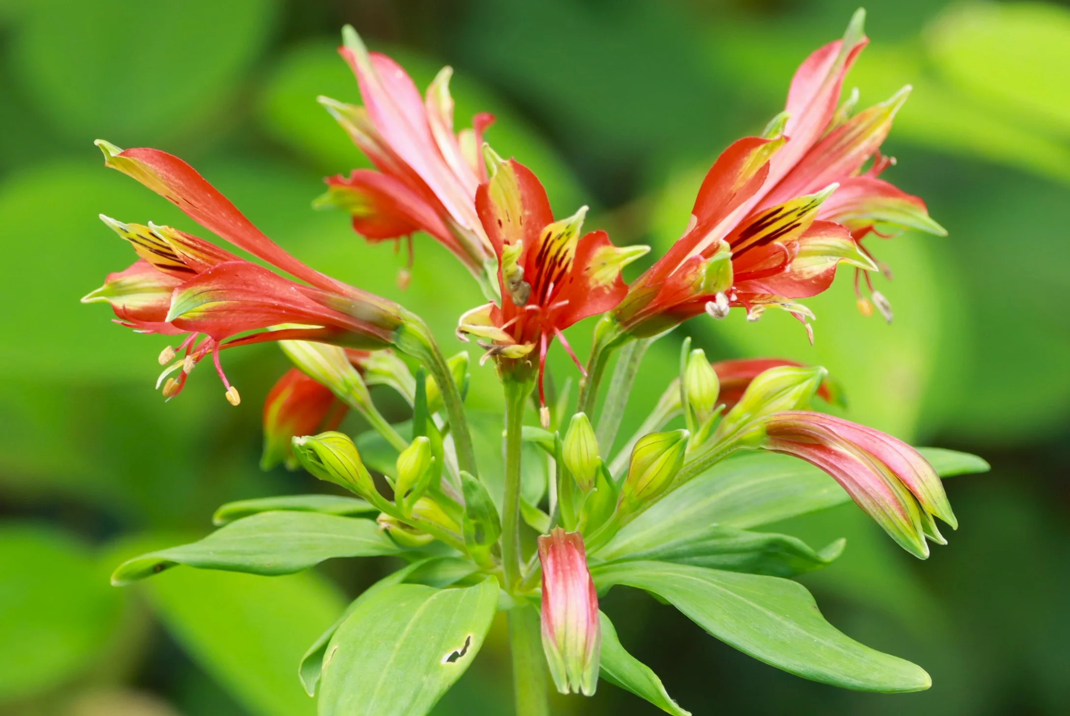 Alstroemeria durantei, nova espécie de planta descoberta em Lauro Müller, no Sul de Santa Catarina