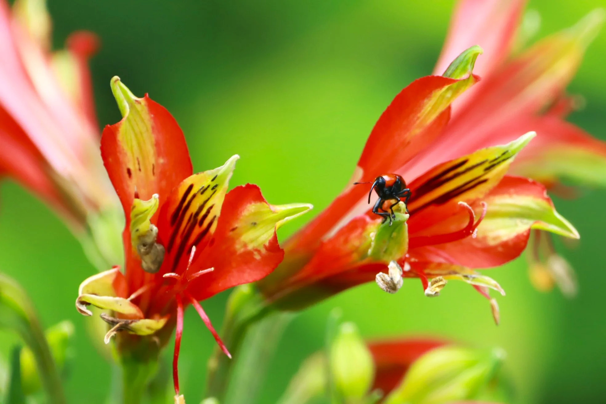 Detalhe da flor Alstroemeria durantei em área natural de Lauro Müller