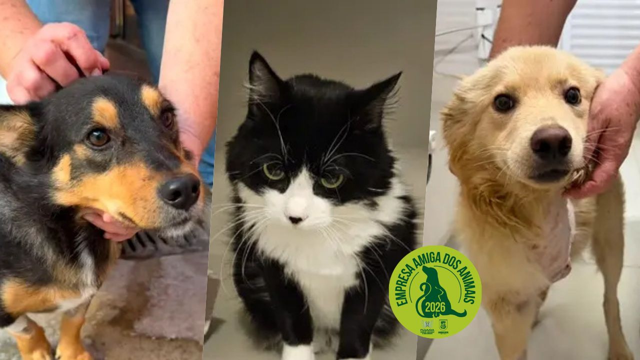 Adota Jaraguá: conheça 9 animais da Fujama que procuram um novo lar nesta semana