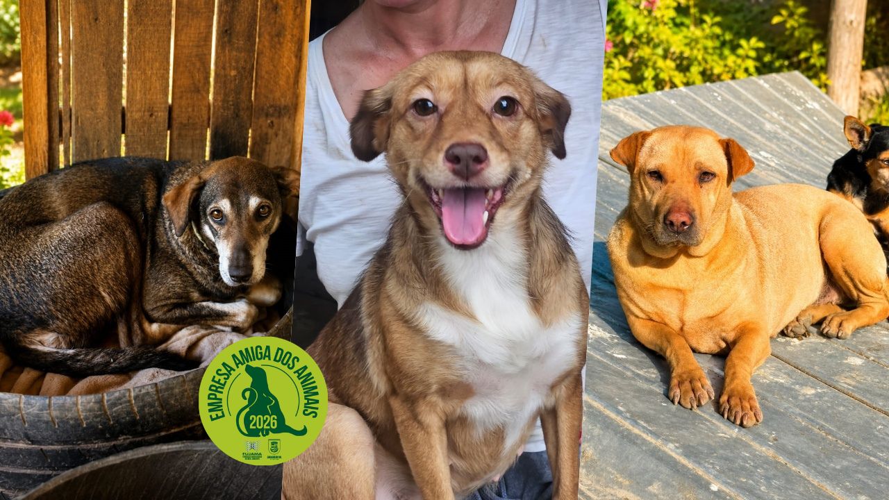 Adota Jaraguá: conheça 10 cãopanheiros que esperam por um novo lar na cidade