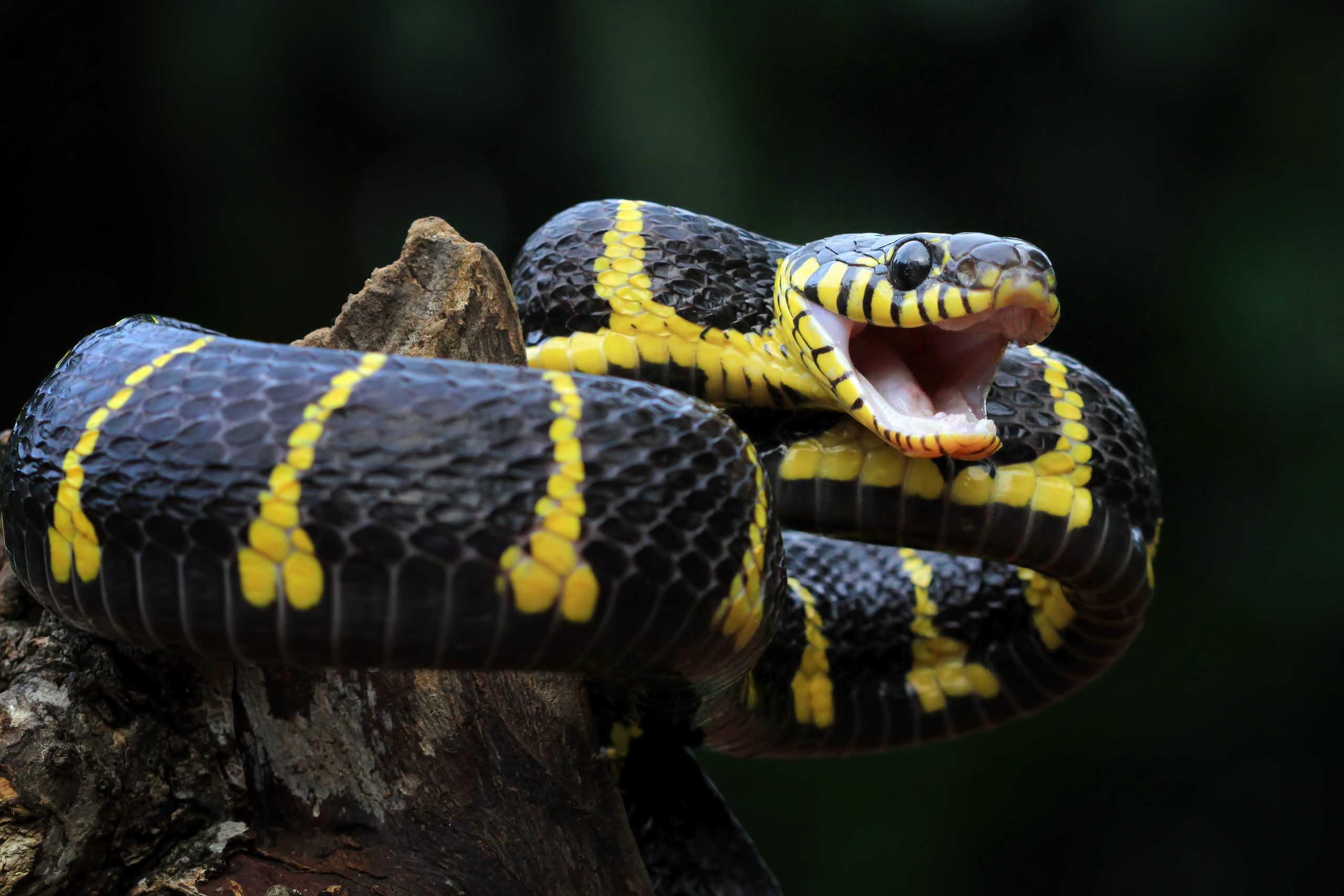 Se encontrar uma cobra em Jaraguá do Sul, mantenha a calma e siga estas dicas