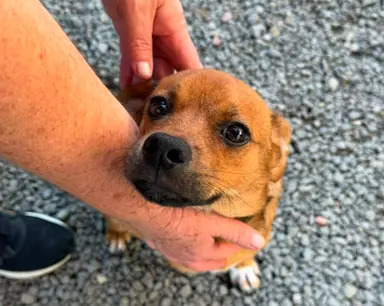 Campari, cão de porte pequeno disponível para adoção pela Fujama