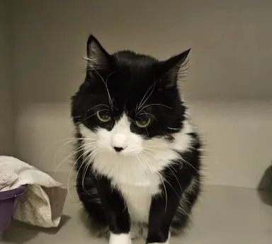 Chico Bento, gato disponível para adoção pela Fujama em Jaraguá do Sul