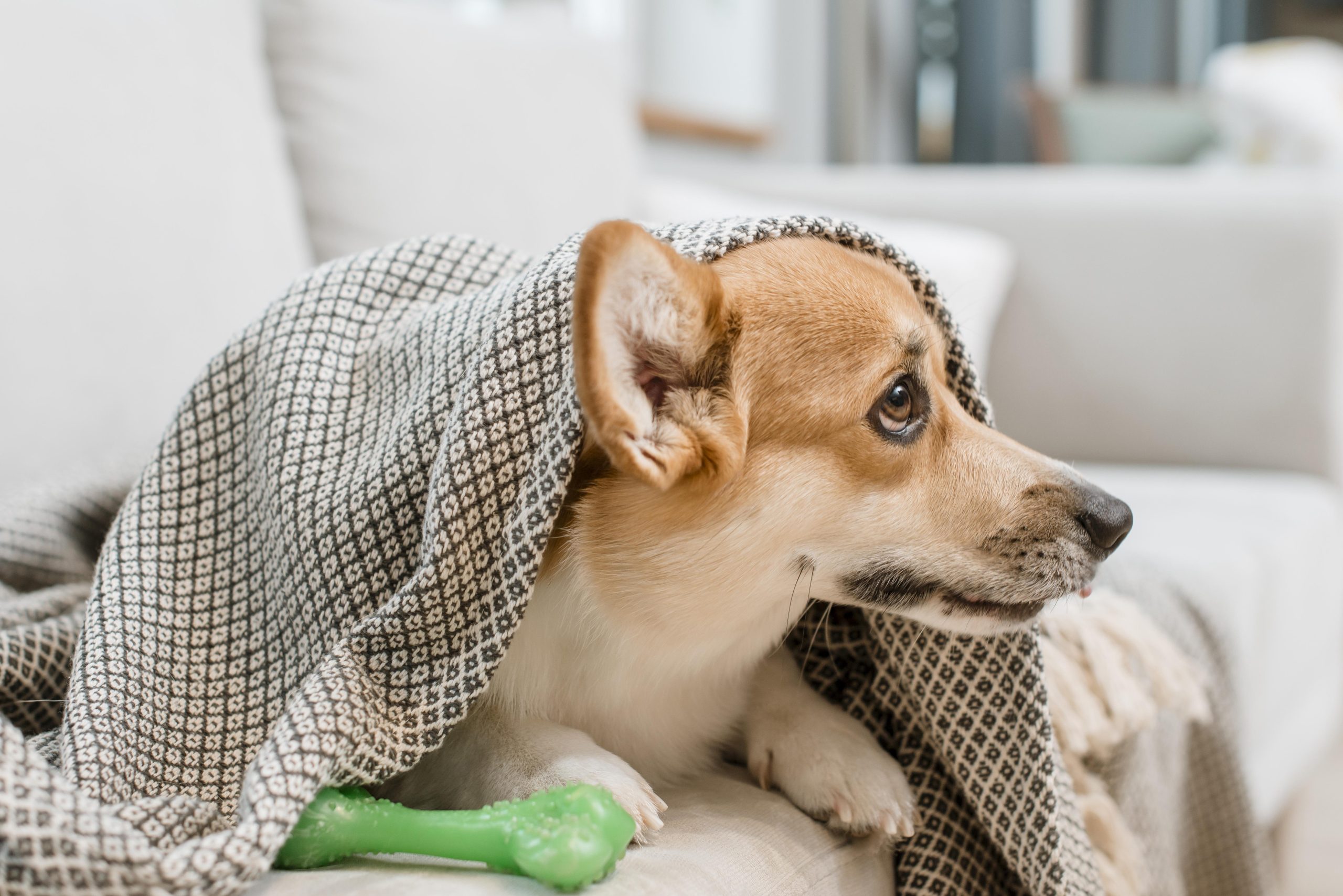 Cachorro coberto por manta descansando em ambiente interno
