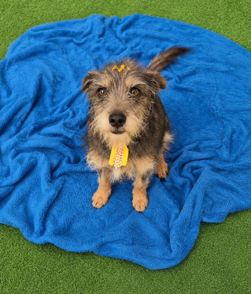 Fiapo, cão de porte pequeno disponível para adoção pela AGUAPA, sentado sobre uma manta azul.