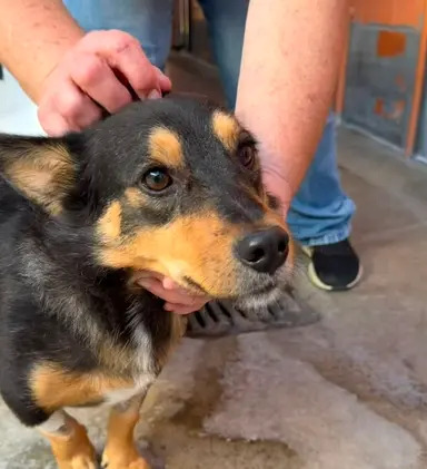 Gâmba, cão macho disponível para adoção pela Fujama em Jaraguá do Sul