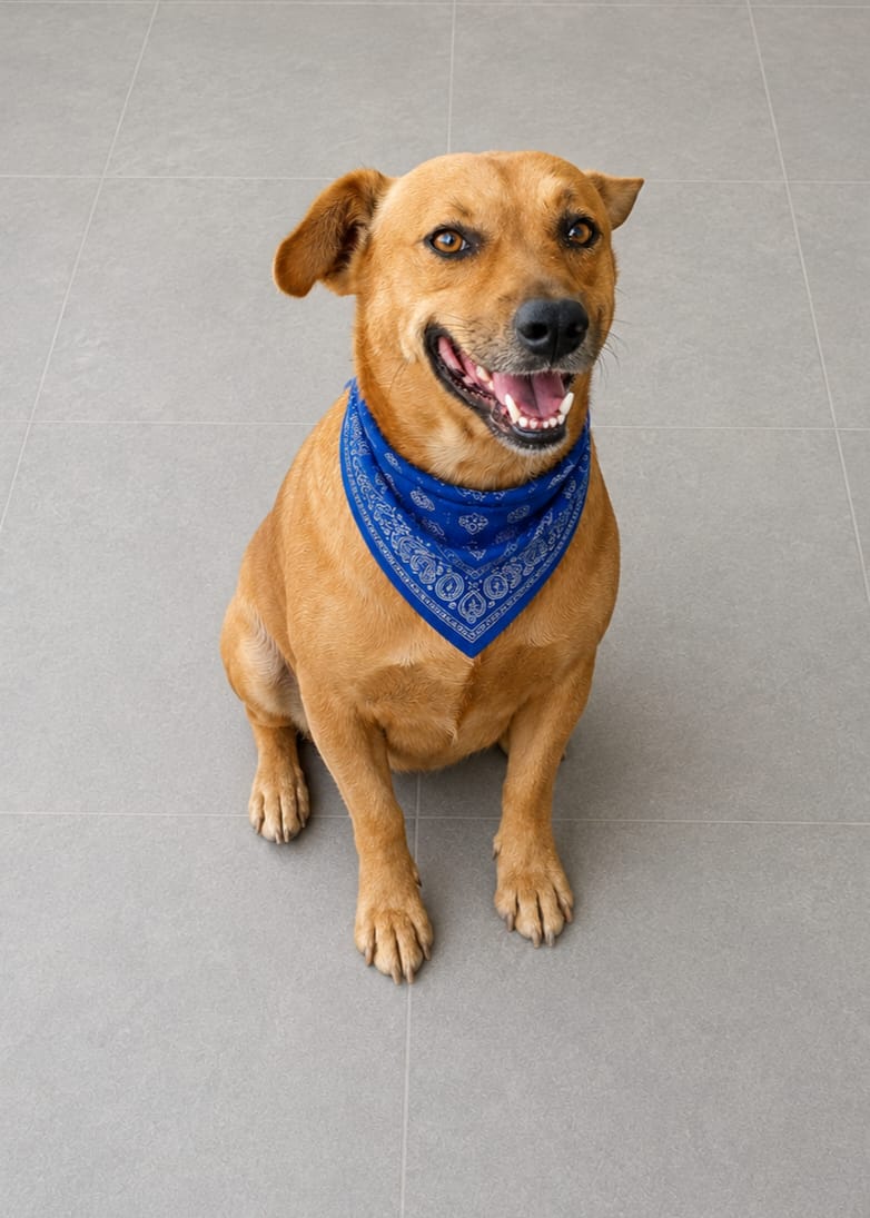 Godines, cão de porte pequeno disponível para adoção, usando lenço azul.