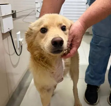 Gold, cão de três patas disponível para adoção pela Fujama em Jaraguá do Sul