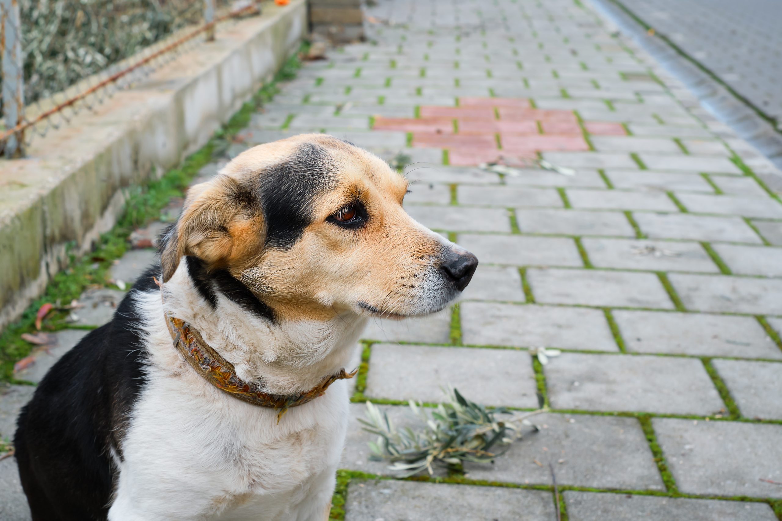 Cão em situação de rua sentado na calçada durante período de frio em área urbana