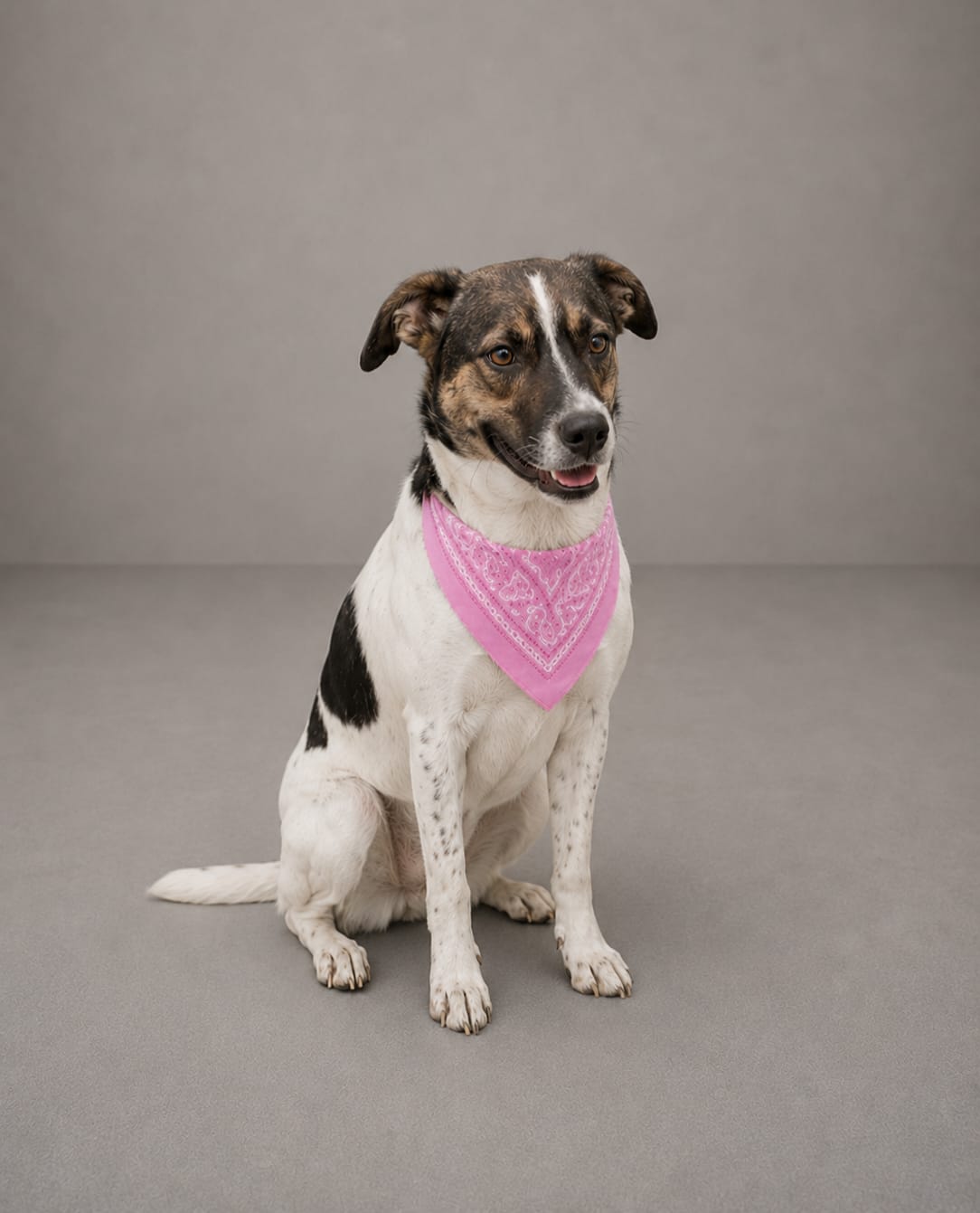 Luna, cadela disponível para adoção pela AGUAPA, usando lenço rosa e sentada diante da câmera.
