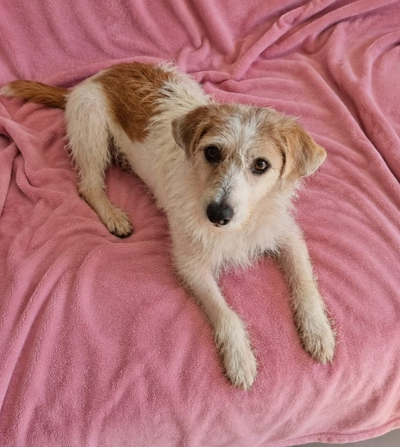 Marli, cadela disponível para adoção pela AGUAPA, deitada sobre manta rosa.