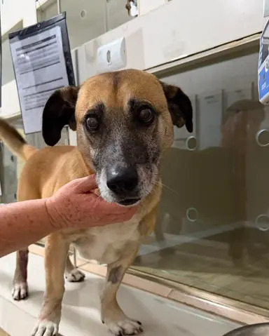 Pedro, cão macho disponível para adoção pela Fujama em Jaraguá do Sul
