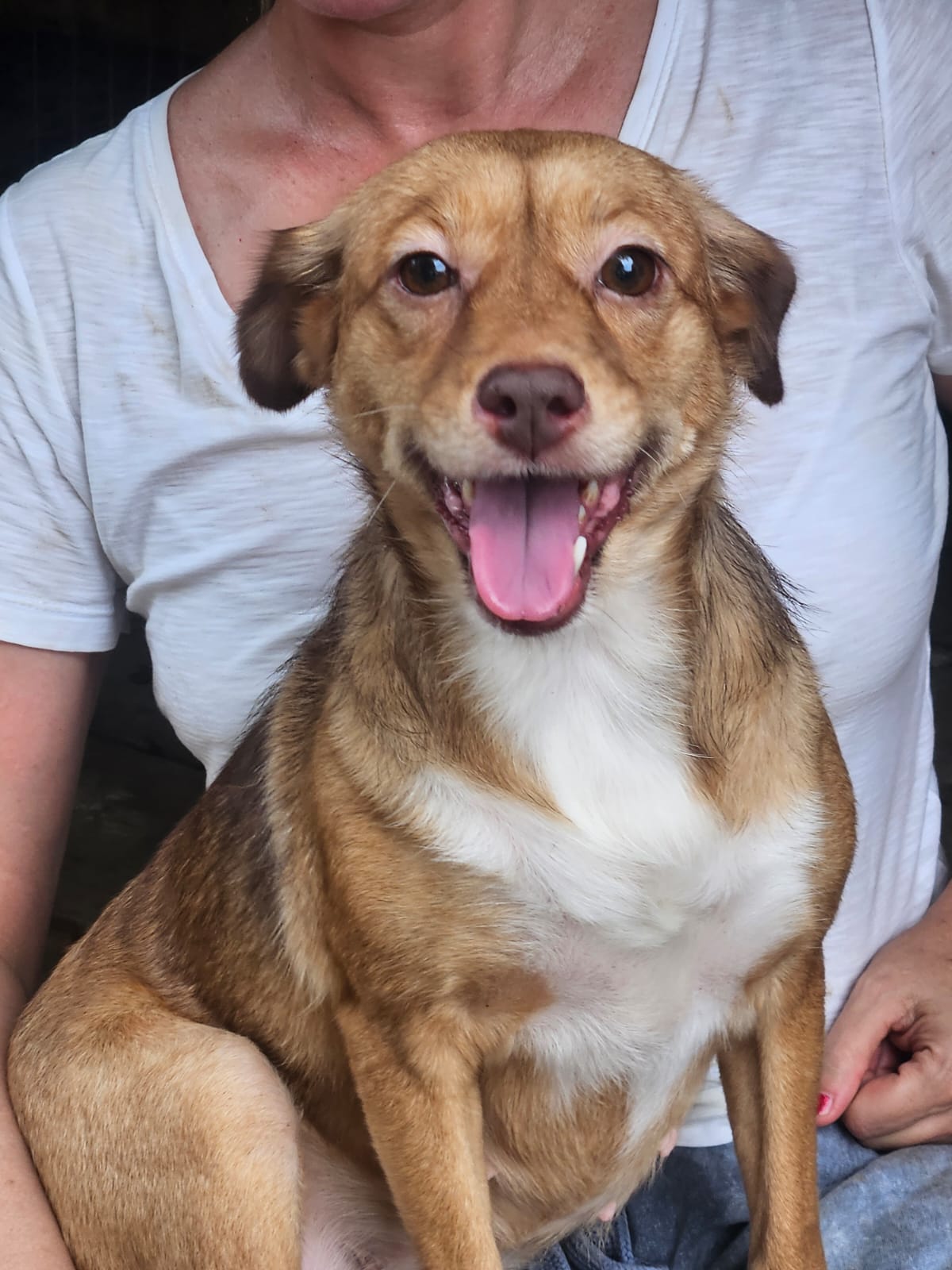 Pepita, cadela de porte pequeno disponível para adoção em Jaraguá do Sul, sentada no colo de uma voluntária.