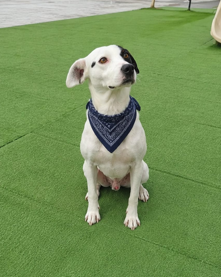 Pirata, cão de porte médio disponível para adoção pela AGUAPA, posando em área externa.