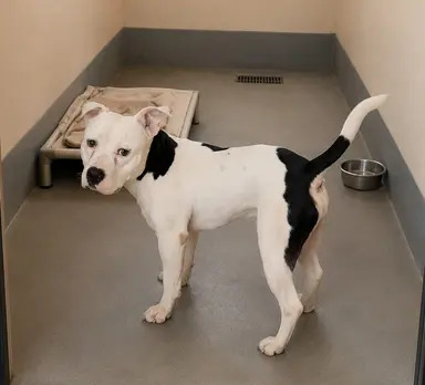 Rocky, cão de porte médio disponível para adoção pela Fujama em Jaraguá do Sul