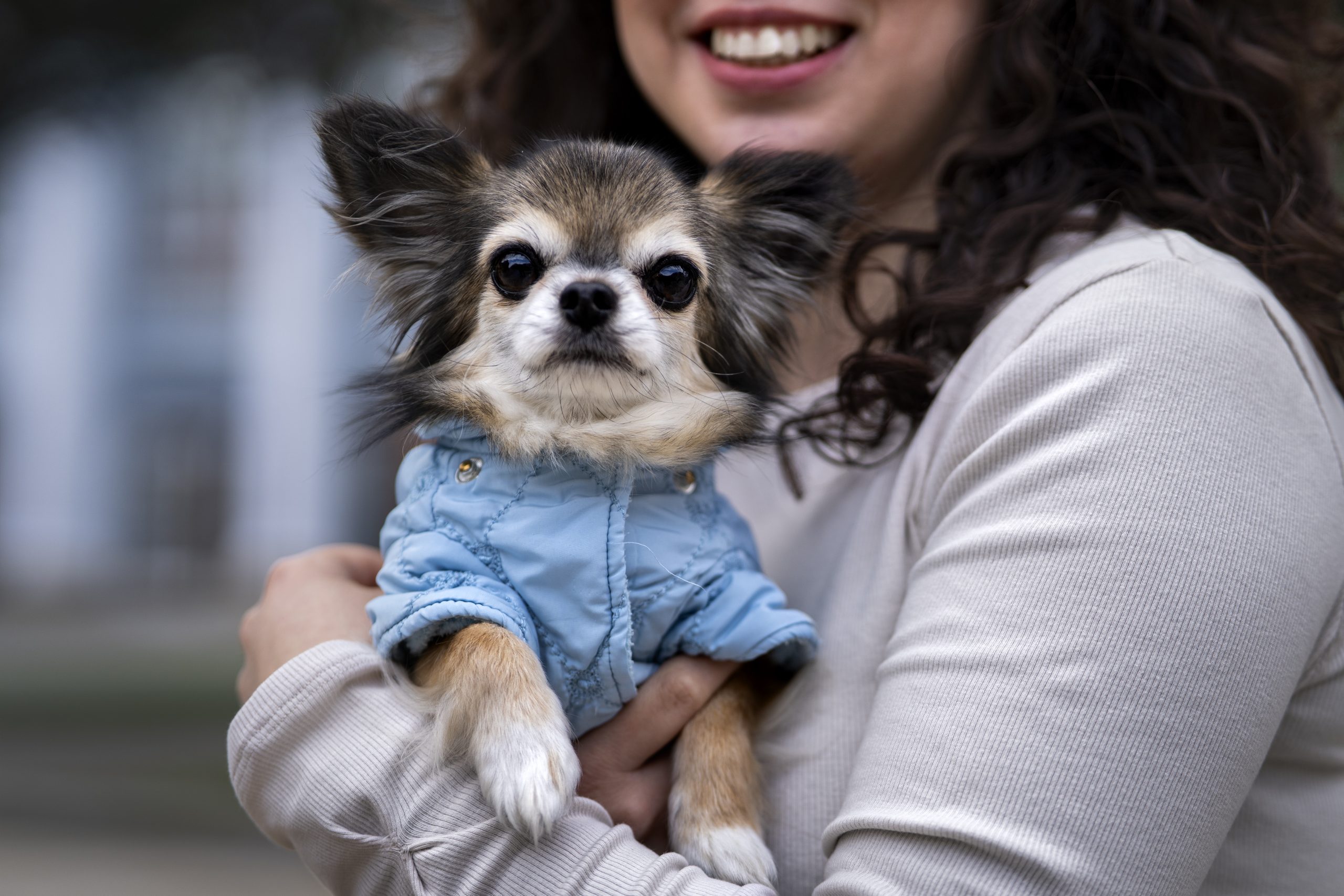 Cão de pequeno porte usando roupa de frio no colo de uma tutora