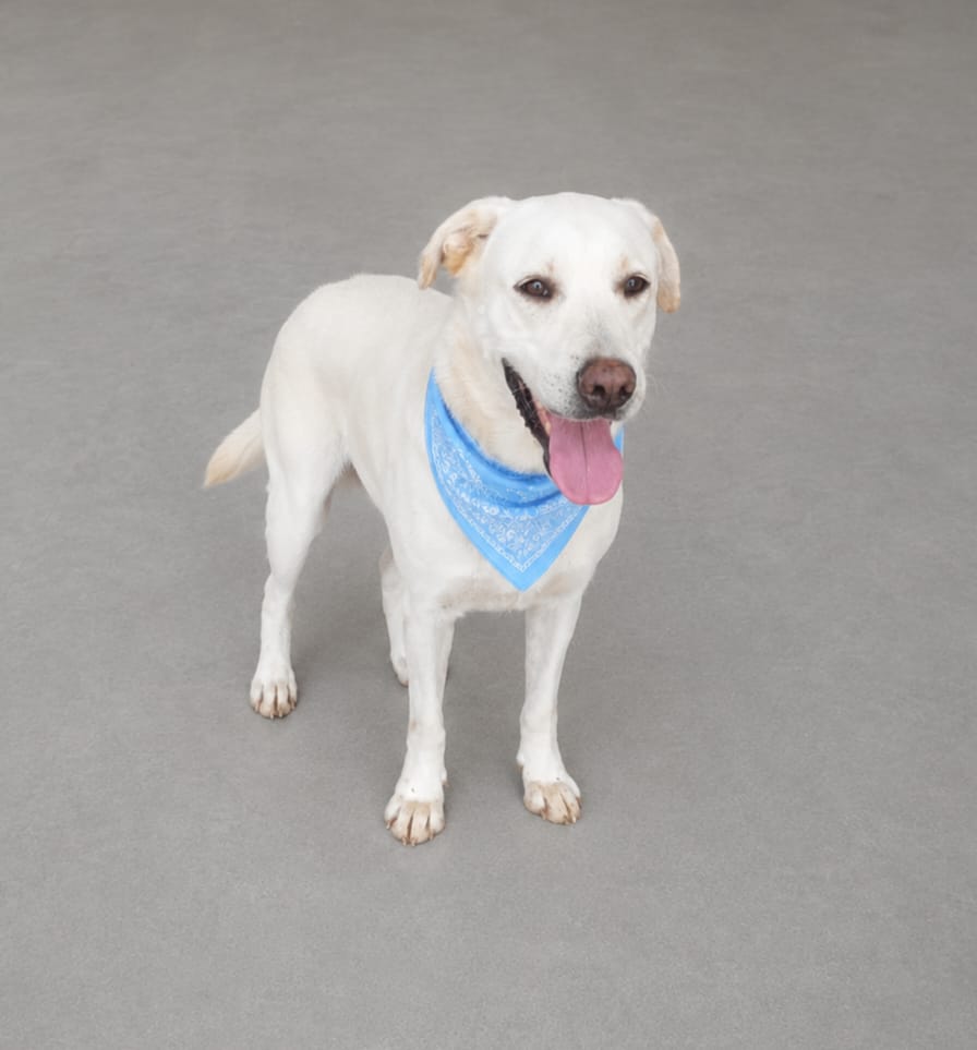 Tônico, cão de porte médio disponível para adoção pela AGUAPA, usando lenço azul.