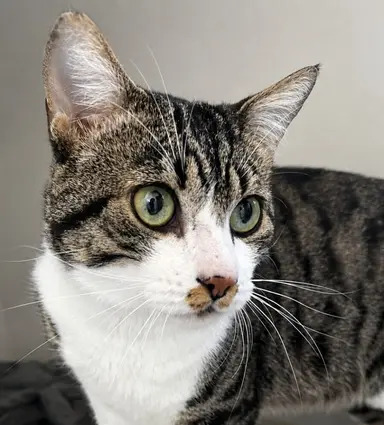Trovoada, gato macho disponível para adoção pela Fujama em Jaraguá do Sul