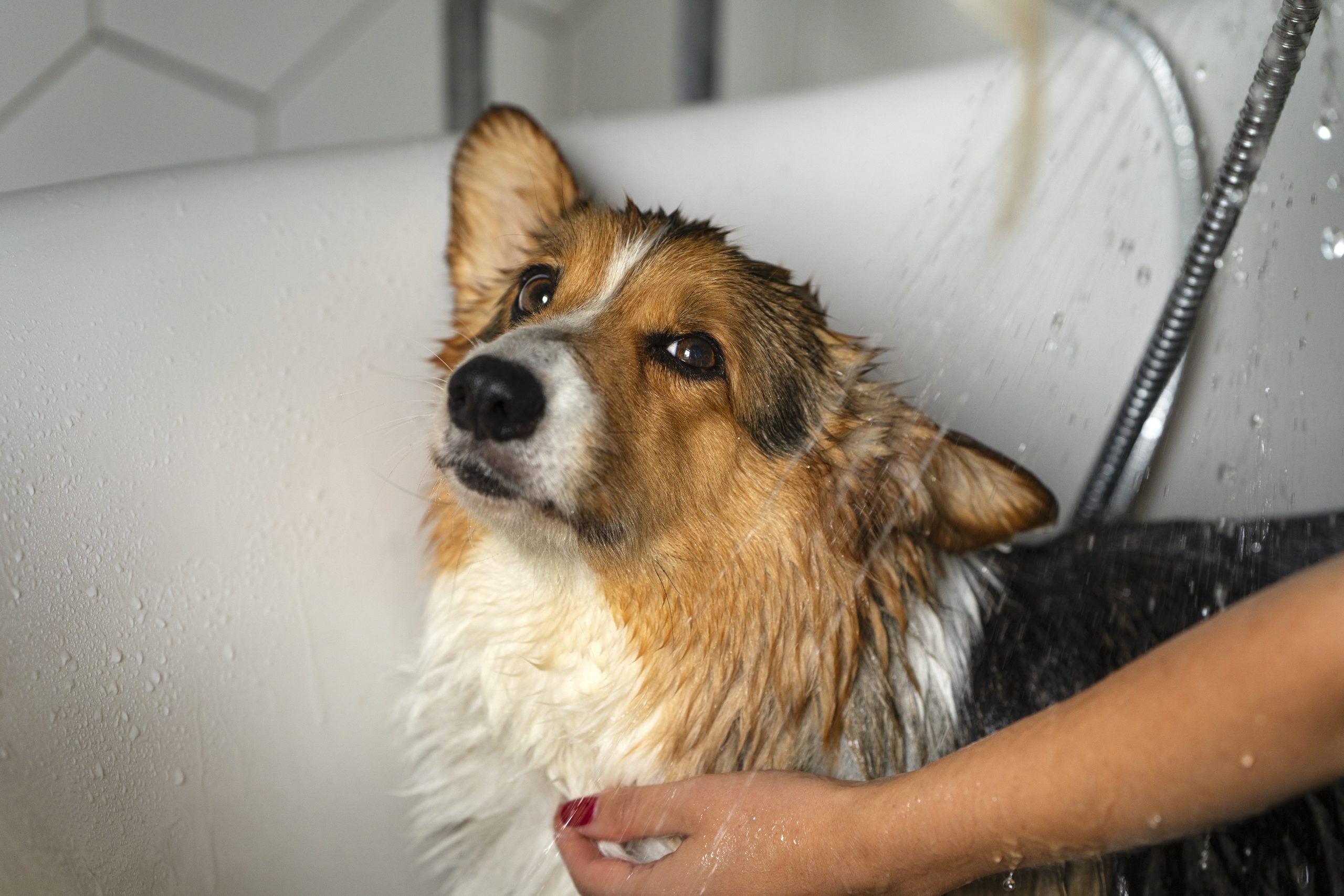 Cachorro sendo banhado em ambiente interno durante cuidados de higiene