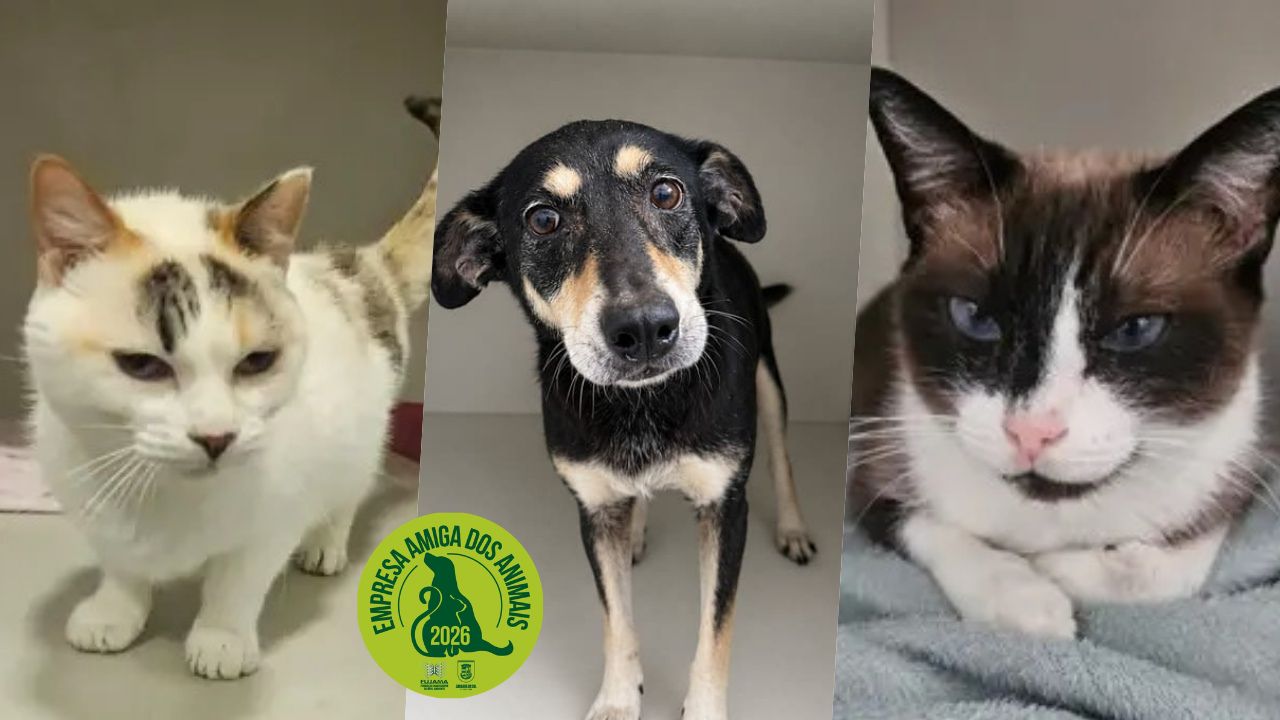 Adota Jaraguá: 10 cães e gatos que esperam por um novo lar nesta semana