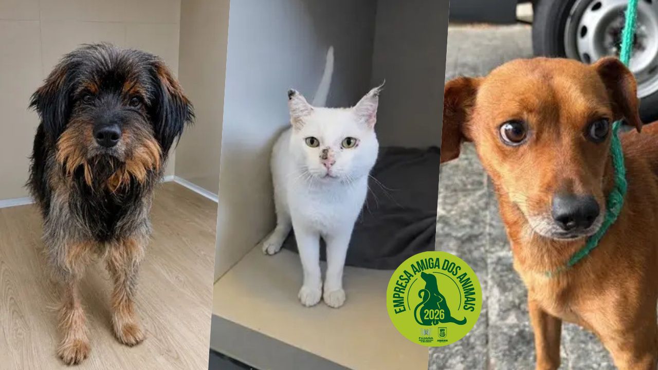 Adota Jaraguá: 9 animais resgatados esperam adoção responsável essa semana