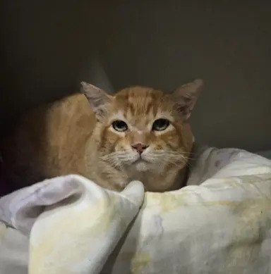 Buck, gato disponível para adoção pela Fujama em Jaraguá do Sul.