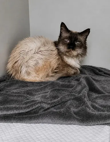 Gato Chocolate disponível para adoção pela Fujama em Jaraguá do Sul