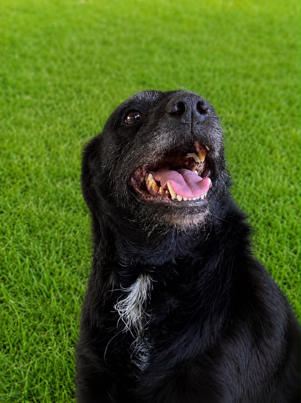 Cirilo, cão de porte médio disponível para adoção no abrigo Estrela Dalva em Jaraguá do Sul.